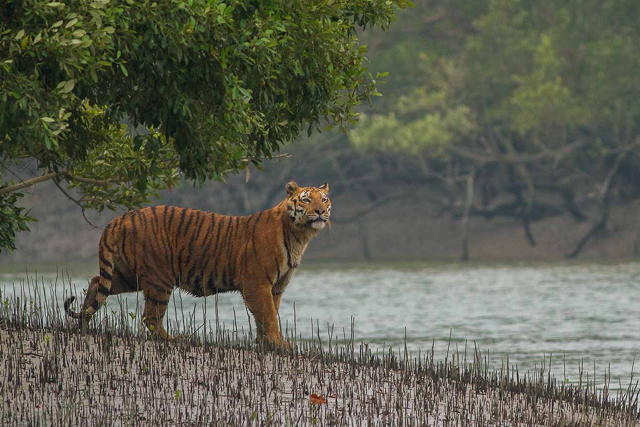 Sundarbans Tour Package