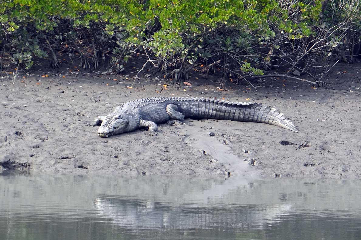 Sundarbans Tour Package