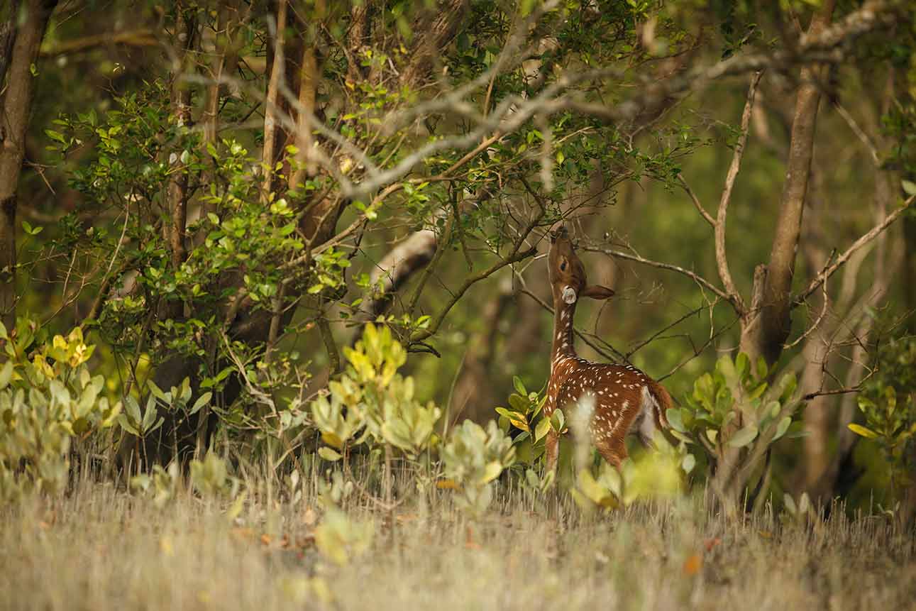 Sundarbans Tour Package