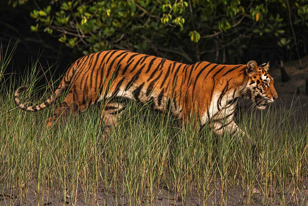 Sundarbans Tour Package