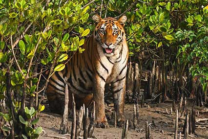 Sundarbans Tour Package
