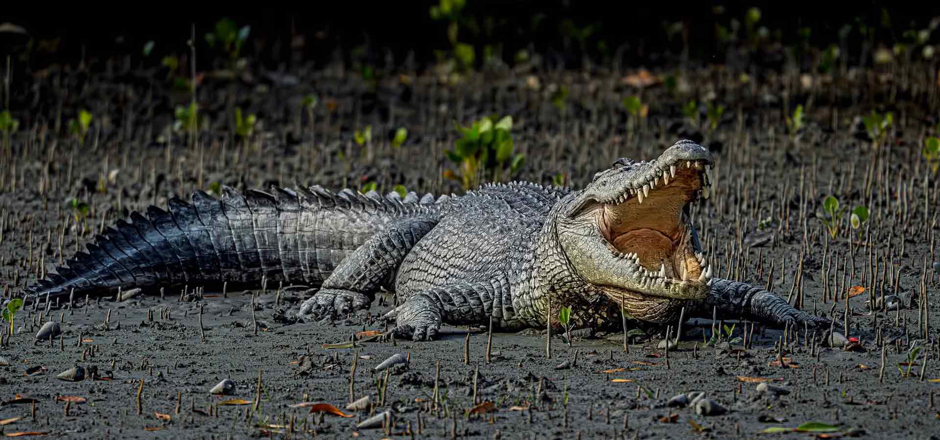 sundarbans-tour-package-banner-2